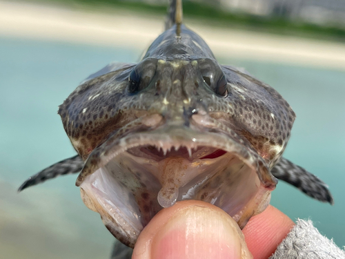 マダラハタの釣果