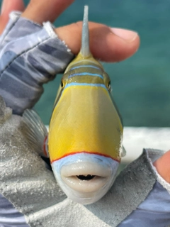 モンガラカワハギの釣果