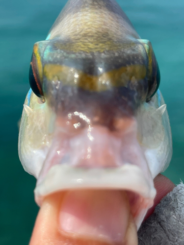 ヒトスジタマガシラの釣果