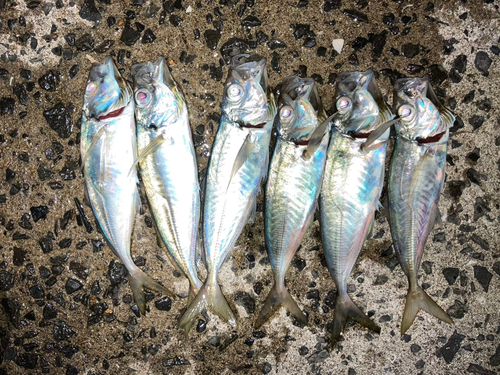 アジの釣果