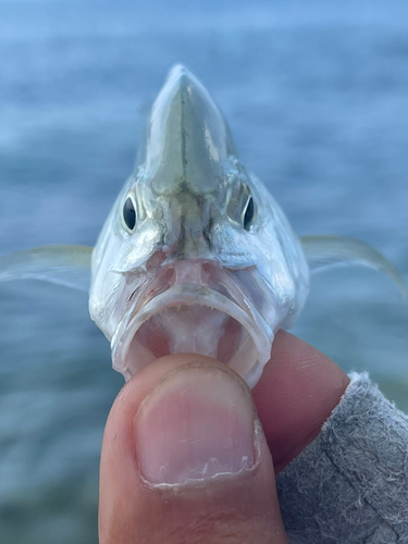 カスミアジの釣果