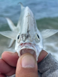 コバンアジの釣果