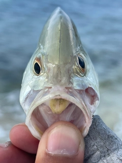 ギンガメアジの釣果