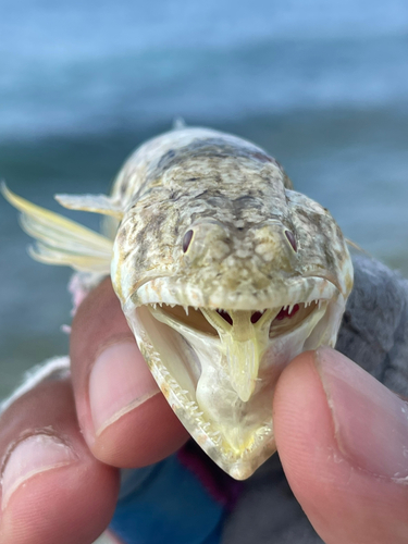 エソの釣果