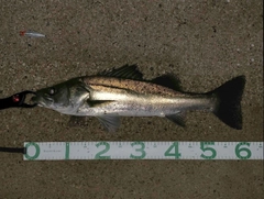 シーバスの釣果