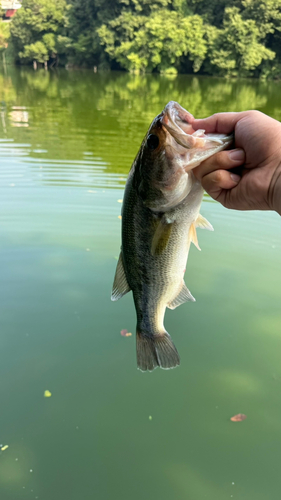 ラージマウスバスの釣果