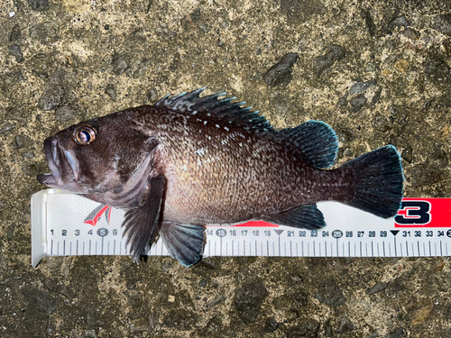 マゾイの釣果