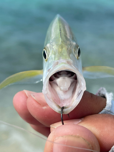 カスミアジの釣果