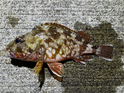 カサゴの釣果