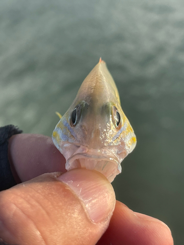 オキフエダイの釣果