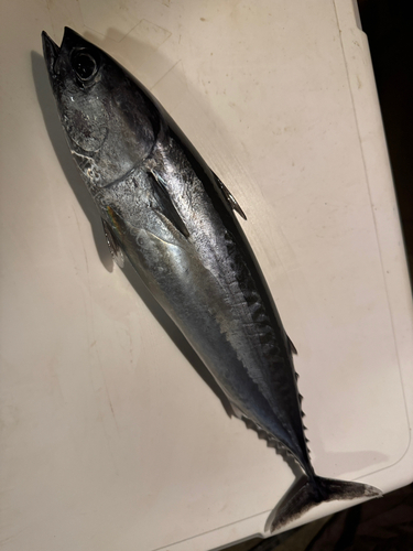 ヒラソウダの釣果