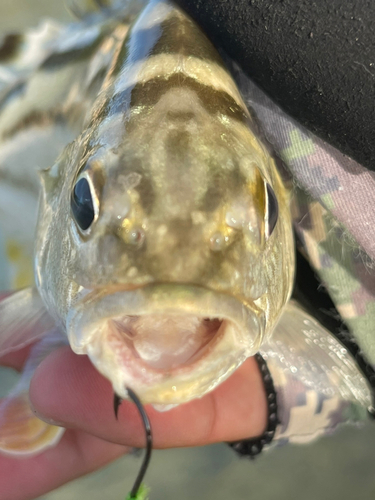 コトヒキの釣果