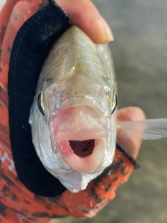 ツッパリサギの釣果