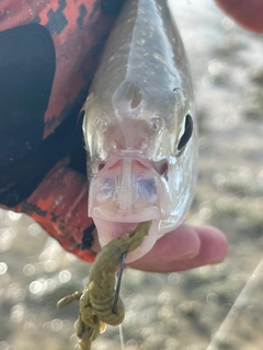 セダカクロサギの釣果