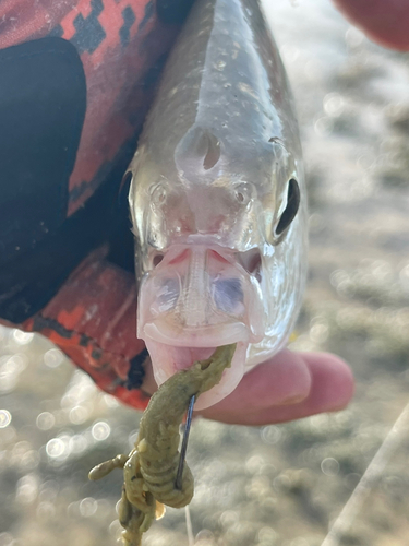 セダカクロサギの釣果