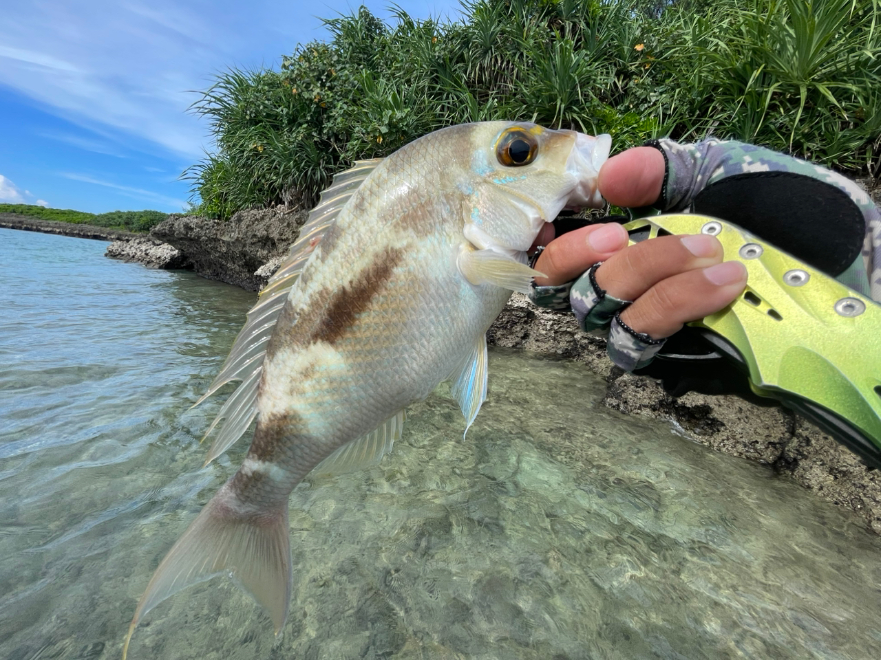 ヒトスジタマガシラ