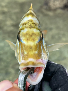 ハマフエフキの釣果