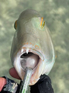 マクブの釣果