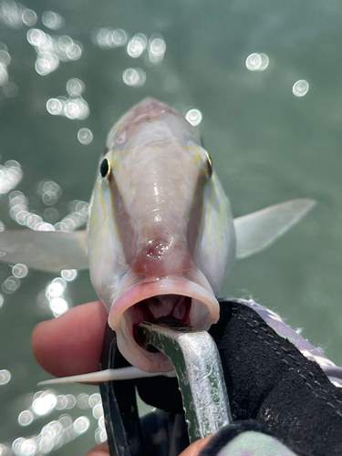 オオスジヒメジの釣果