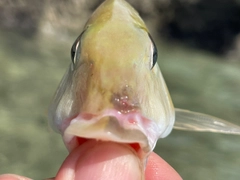 タテシマフエフキの釣果