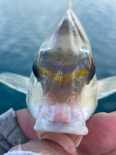 ヒトスジタマガシラの釣果