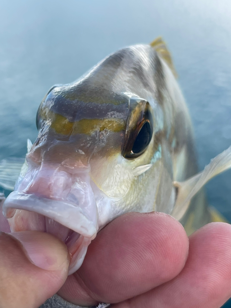 ヒトスジタマガシラ