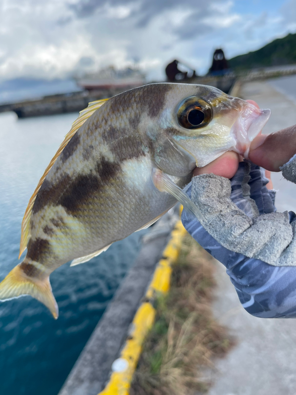 ヒトスジタマガシラ