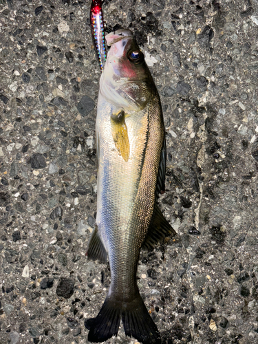 セイゴ（マルスズキ）の釣果