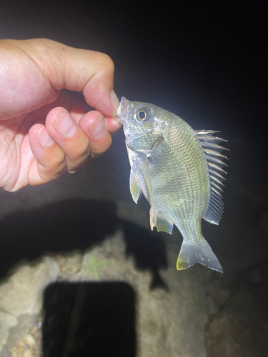 キビレの釣果