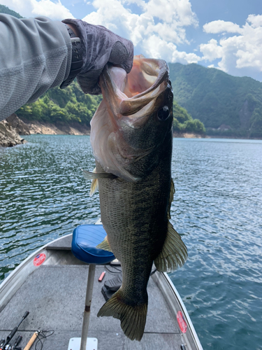 ラージマウスバスの釣果