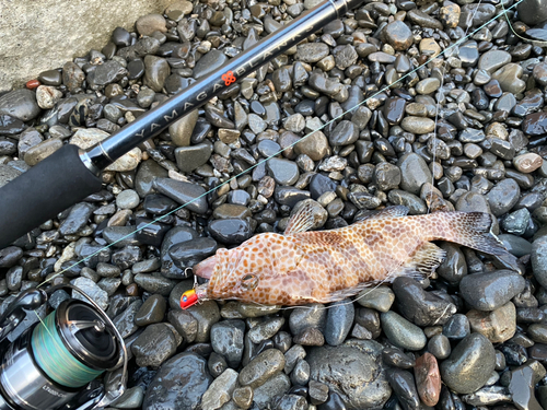 オオモンハタの釣果