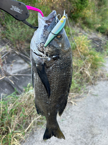 チヌの釣果