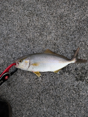 ショゴの釣果