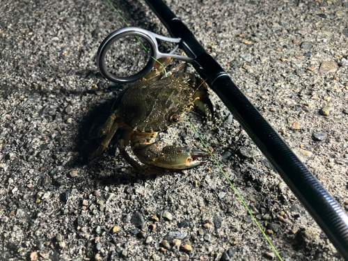 カニの釣果