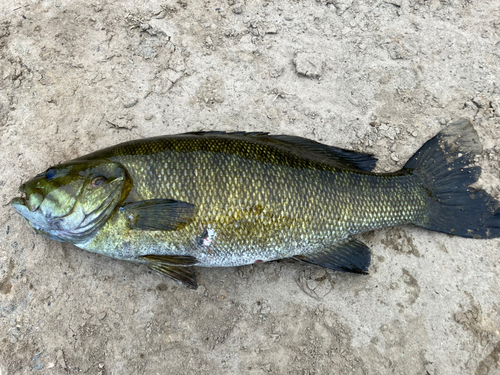 スモールマウスバスの釣果