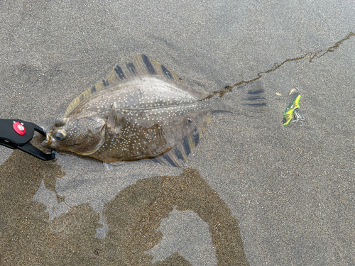 ヒラメの釣果