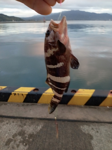 アオハタの釣果