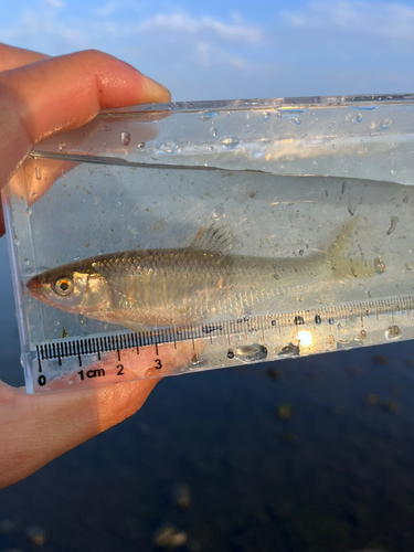 ウグイの釣果