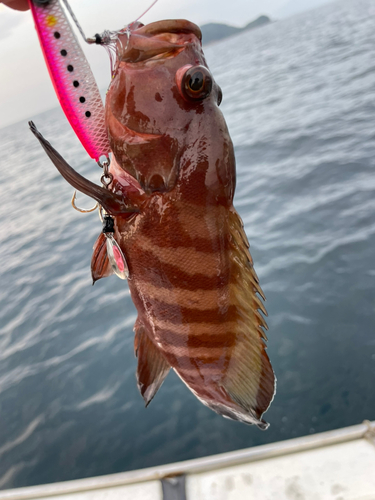 ヤミハタの釣果