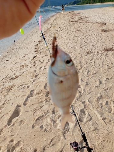 チャリコの釣果