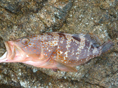 キジハタの釣果