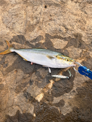 ワカシの釣果