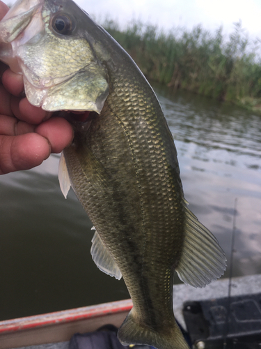 ラージマウスバスの釣果