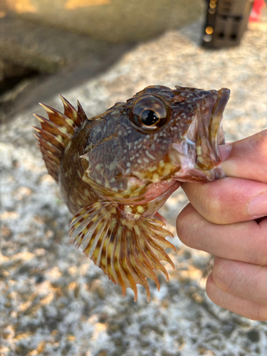 カサゴの釣果