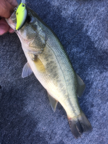 ラージマウスバスの釣果