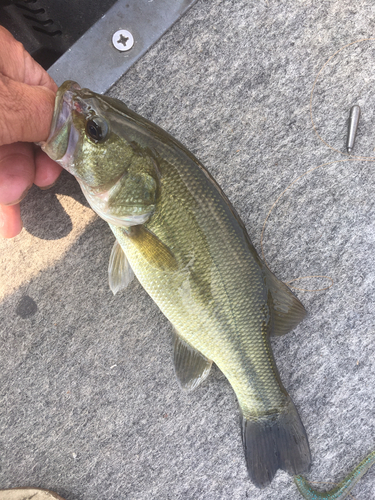 ラージマウスバスの釣果