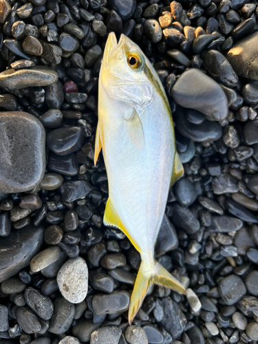 ショゴの釣果