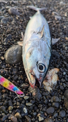 ソウダガツオの釣果