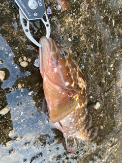 キジハタの釣果