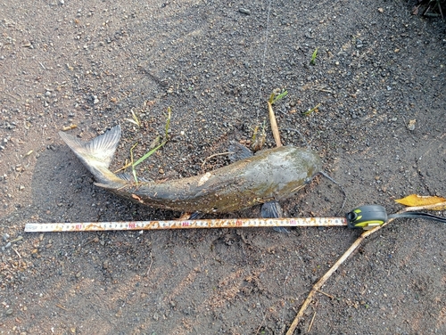 アメリカナマズの釣果